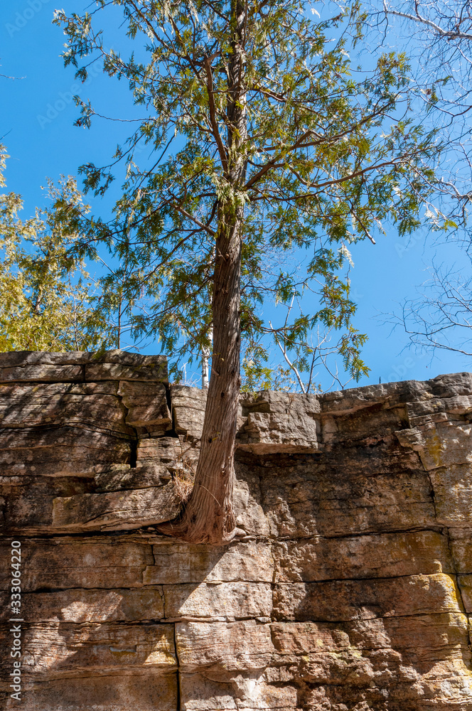 Cedar trees growing in Niagara Escarpment dolomite rocks.