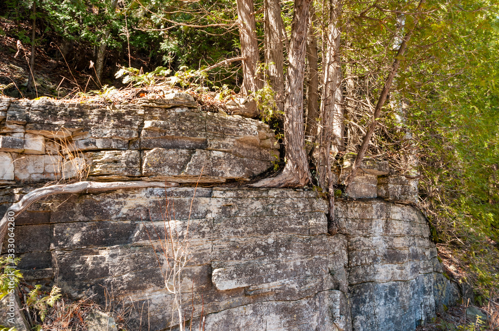 Cedar trees growing in Niagara Escarpment dolomite rocks.