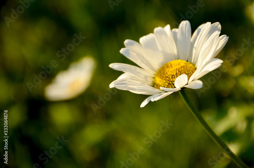 chamomile  beautiful flower on a green background 