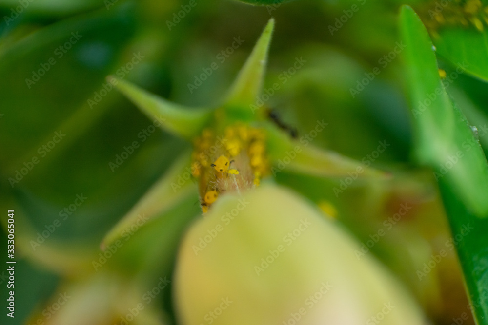 Fototapeta premium insecto 