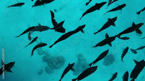 Many black and striped silhouettes of fish swim against the background of sandy bottom and coral reefs in blue-turquoise water (8). Underwater world of Red Sea and a school of fish close-up, top view