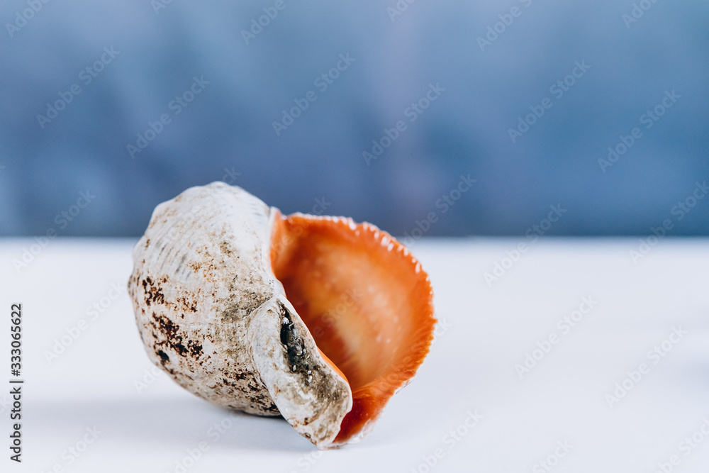 Empty seashell isolated on blue background Marine life and sea creatures concept Empty seashell isolated on blue background Marine life and sea creatures concept