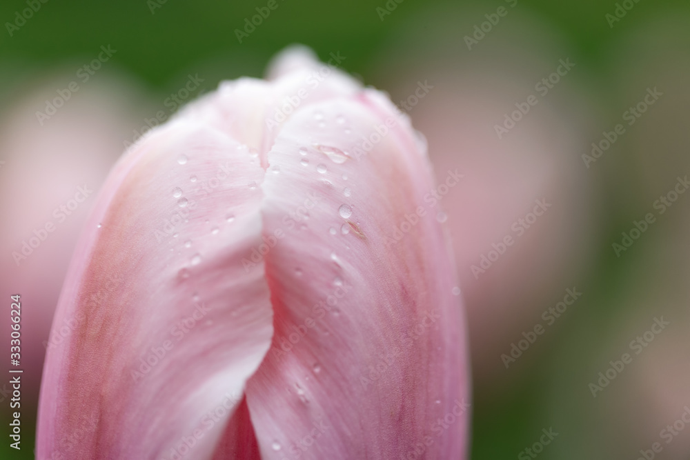 Beautiful Tulips on a Spring Afternoon Beautiful Tulips on a Spring Afternoon