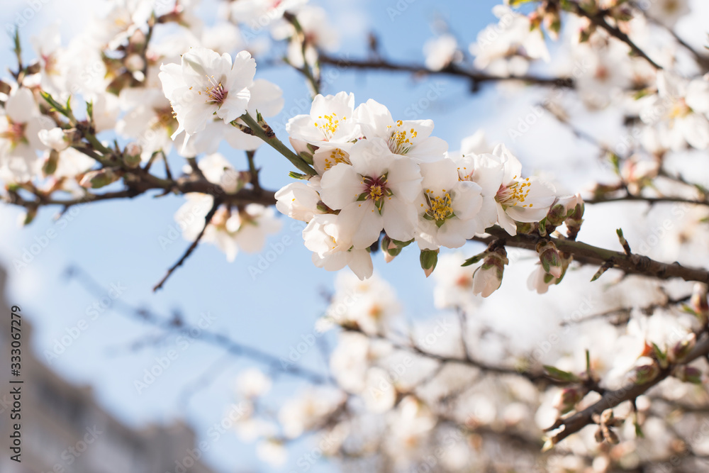 Branch with white flowers on a fruit tree - spring flowering of trees. spring background, floral texture: cherry blossom. wallpaper Springtime Branch with white flowers on a fruit tree - spring flowering of trees. spring background, floral texture: cherry blossom. wallpaper Springtime