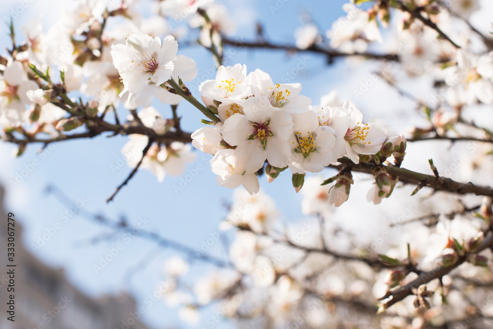 Branch with white flowers on a fruit tree - spring flowering of trees. spring background, floral texture: cherry blossom. wallpaper Springtime