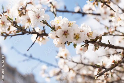 Branch with white flowers on a fruit tree - spring flowering of trees. spring background, floral texture: cherry blossom. wallpaper Springtime