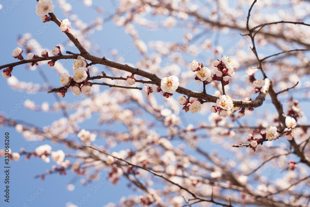 White flowering cherry spring day on a background of blue sky, sunshine, Macro White flowering cherry spring day on a background of blue sky, sunshine, Macro