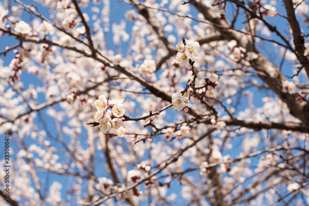 Cherry blossoms blooming in spring, The flowers are white and pink, Cherry Blossom known as SaKura. Spring concept
