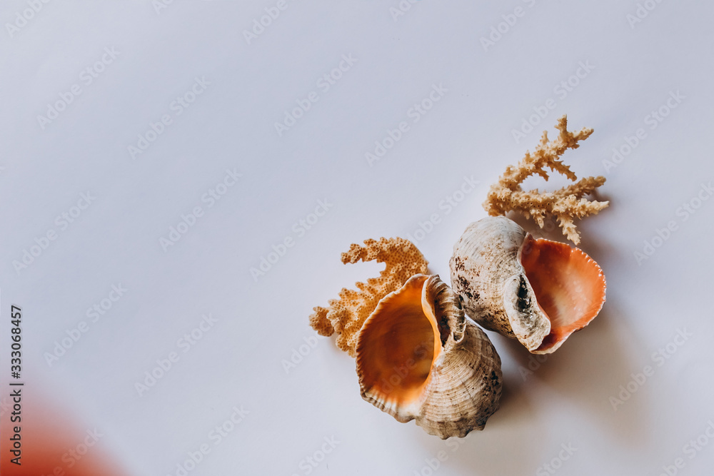Variety of sea shells on a white background. Seashell collection isolated on the white background Variety of sea shells on a white background. Seashell collection isolated on the white background