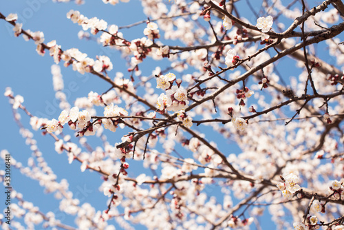 Cherry Blossom is a popular cosmetic and perfume  popularly known as Sakura.  Blossom tree on the blue sky backstage