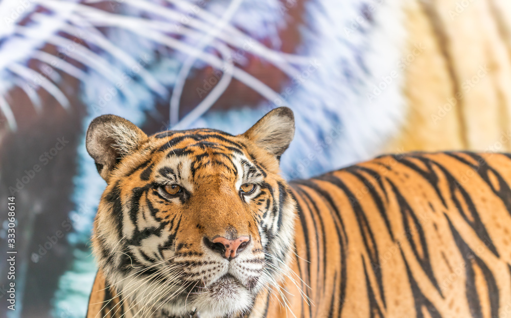 Obraz premium Close up front of A tiger staring 