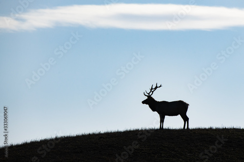 Tule Elk Silhouette  photo