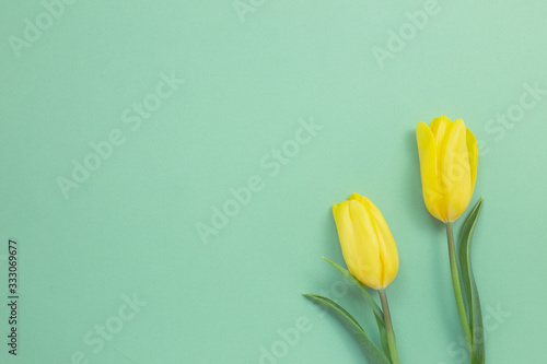 Yellow tulip flowers on green background. Floral composition, flat lay, top view, copy space