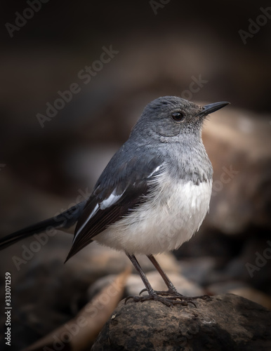 closeup shot of a oriental magpie-robin perched on a rock