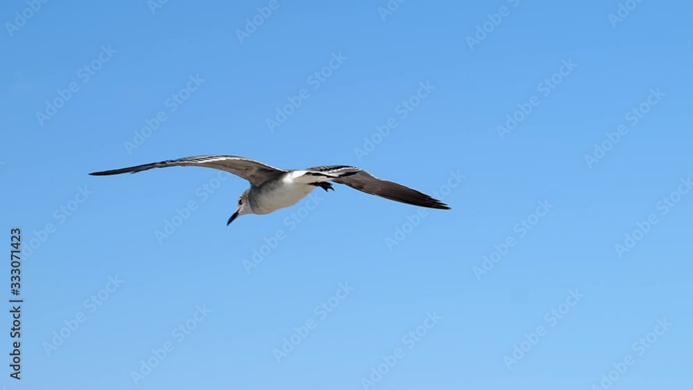 Seagull flying agaist a blue sky background, with wings flapping and also soaring. Hand held slow motion clip of a single gull. Seagull flying agaist a blue sky background, with wings flapping and also soaring. Hand held slow motion clip of a single gull.