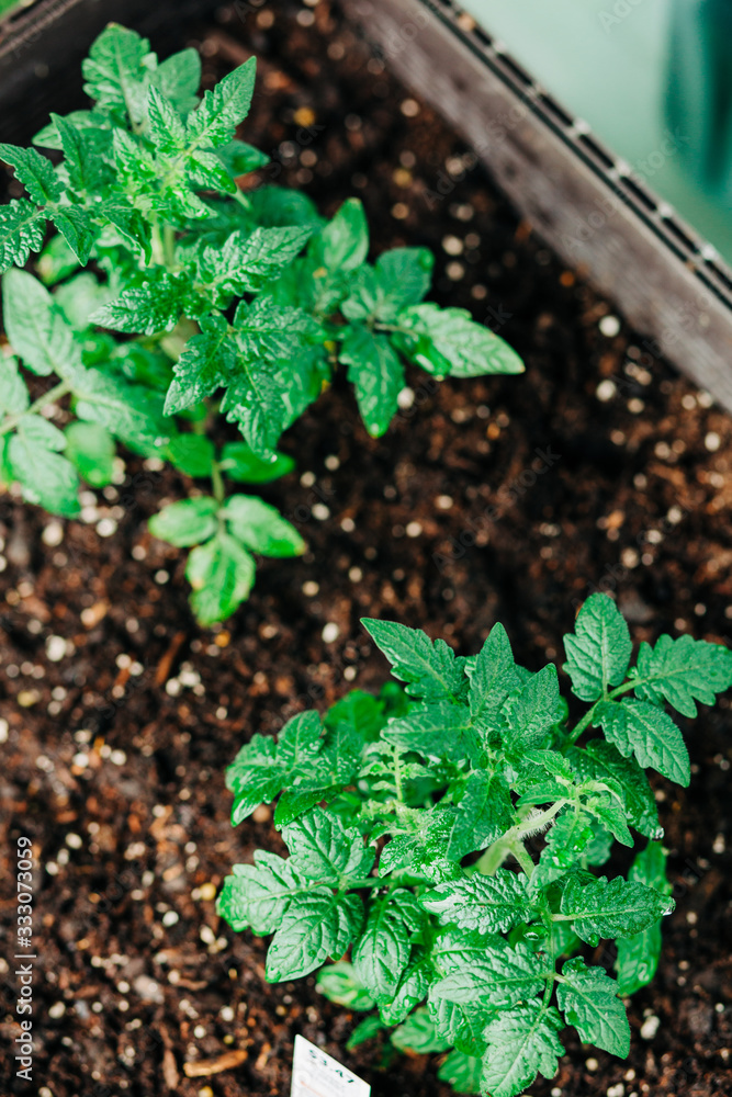 Strawberry, Lettuce, and Tomato Garden Strawberry, Lettuce, and Tomato Garden