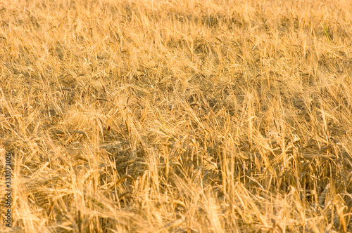 field of wheat © Markus Kauppinen