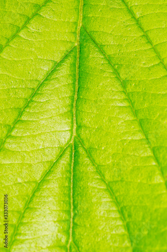 texture of green leaf