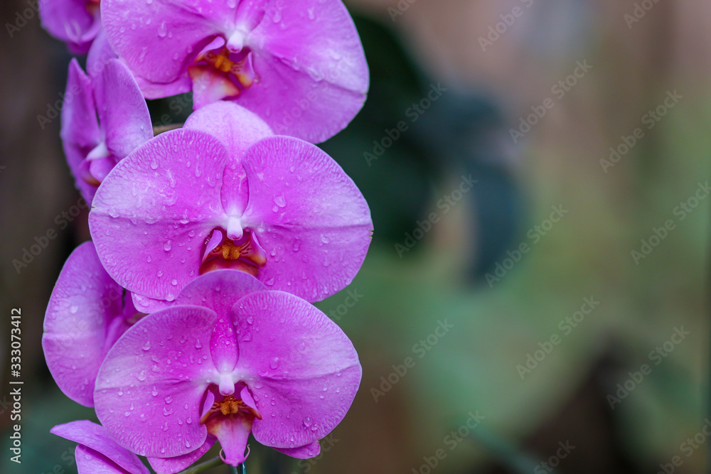 Fototapeta premium Orchid flowers with blured nature copyspace background.