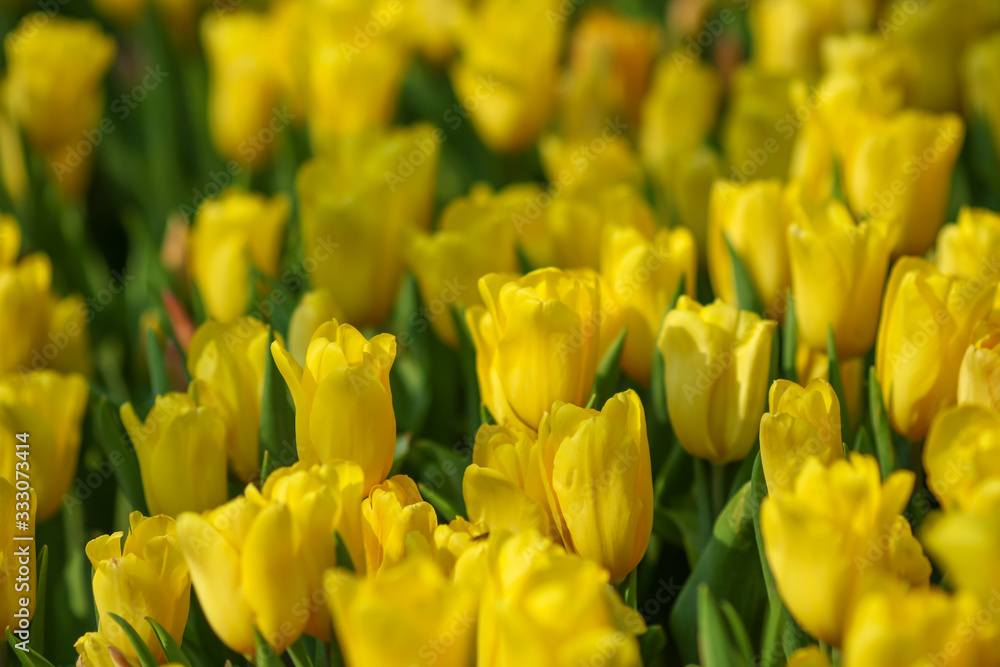 Beautiful tulip flowers with blured background in the garden. Yellow tulip flowers. Selective focus. Beautiful tulip flowers with blured background in the garden. Yellow tulip flowers. Selective focus.
