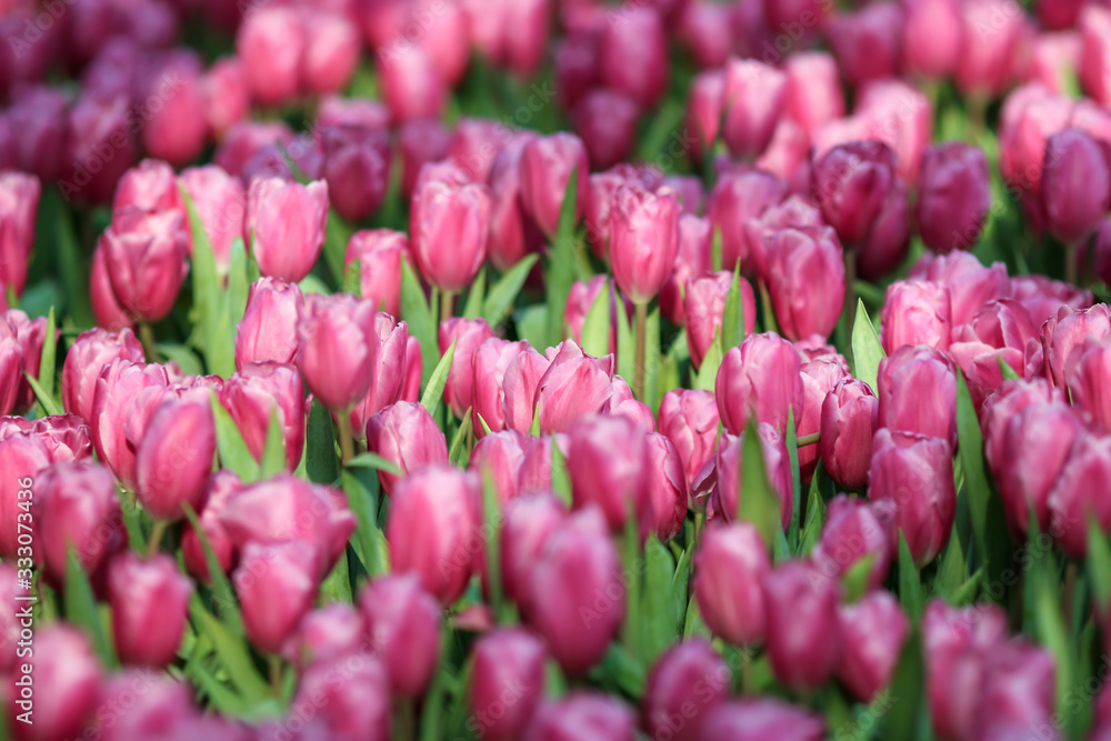 Beautiful tulip flowers with blured background in the garden. Pink tulip flowers. Beautiful tulip flowers with blured background in the garden. Pink tulip flowers.