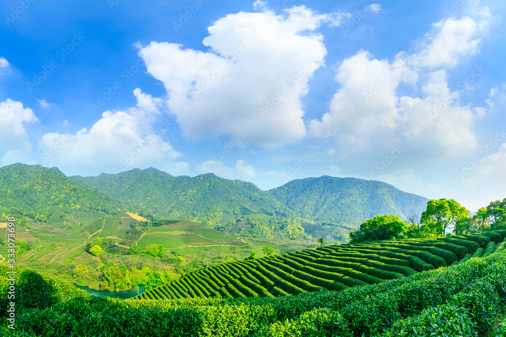 Green tea mountain on a sunny day,tea plantation natural background.
