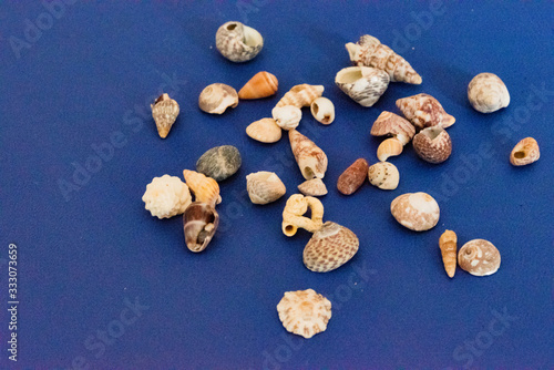 Cheerful and summery set of seashells on a diffuse and colorful background that evoke the tranquility and serenity of the environment from which they come