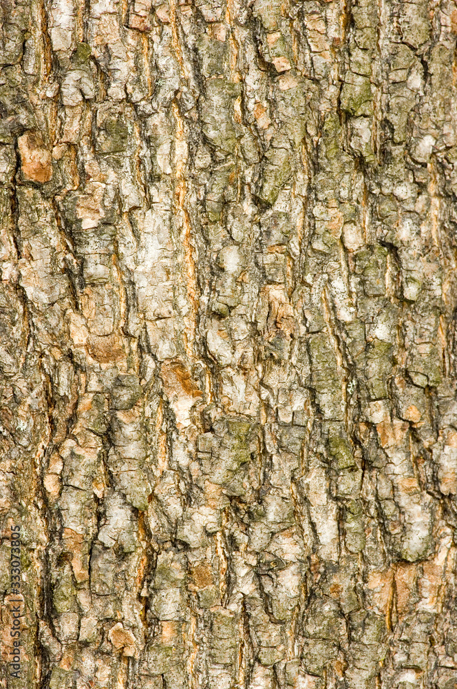 bark of a tree bark of a tree