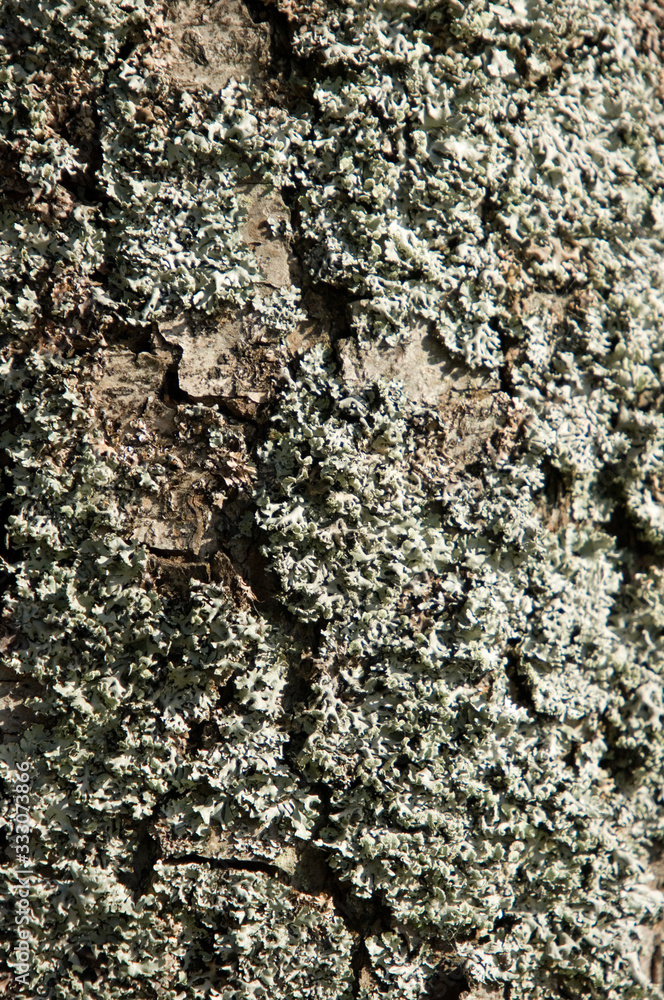 Fototapeta premium bark of a tree