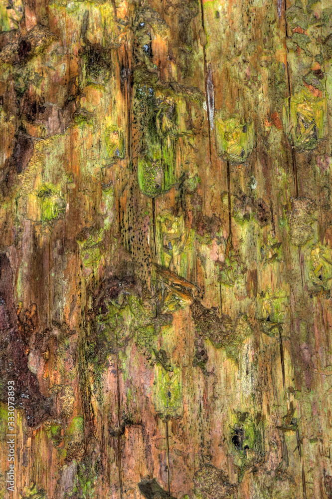 bark of a tree bark of a tree