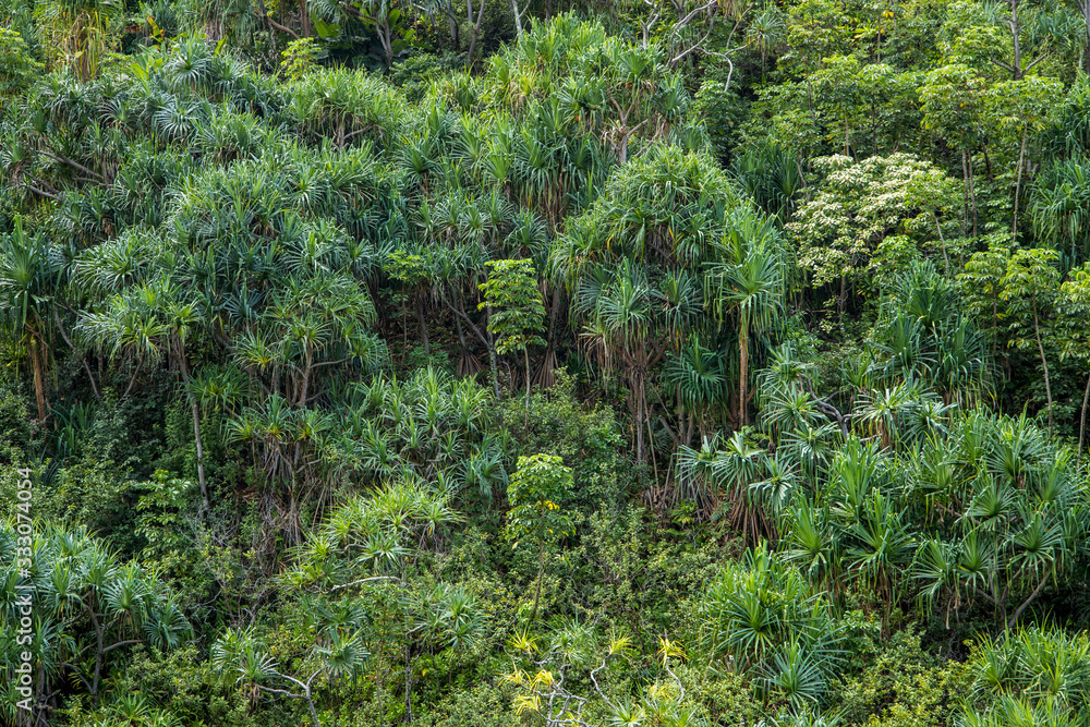 Fototapeta premium Wonderful view over rain forest. Green tropical background.