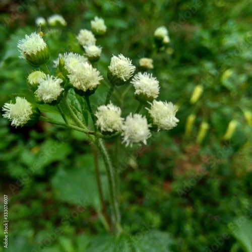 Bandotan (Ageratum conyzoides) is a type of agricultural weed belonging to the Asteraceae tribe. This plant is used to against dysentery and diarrhea, insecticide and nematicide. © Mang Kelin