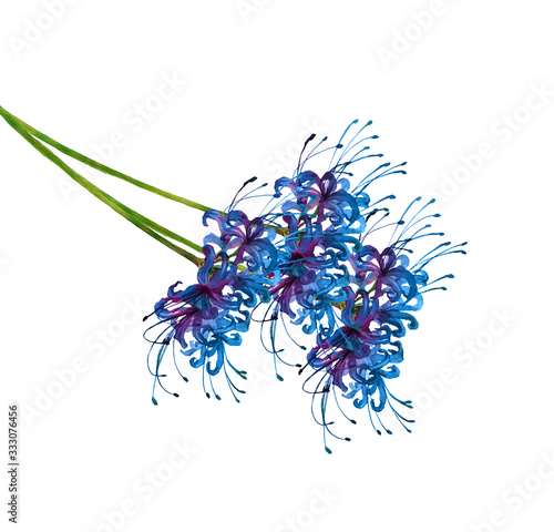 青い彼岸花 Stock イラスト Adobe Stock