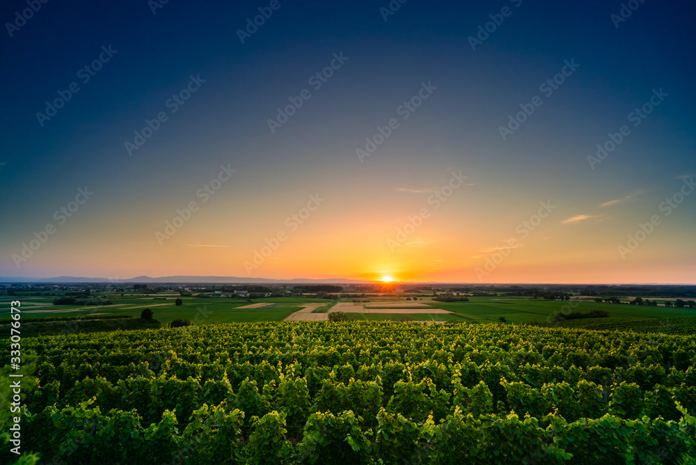 Aerial view of beautiful fields at sunrise; green vineyard illuminated by sun