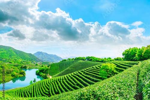 Green tea mountain on a sunny day tea plantation natural background.