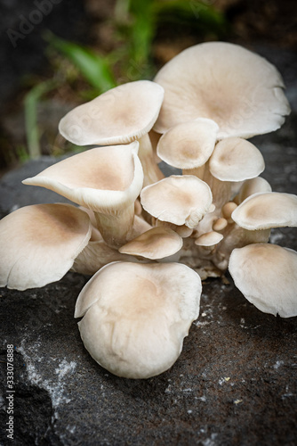 Oyster Mushroom, Macro