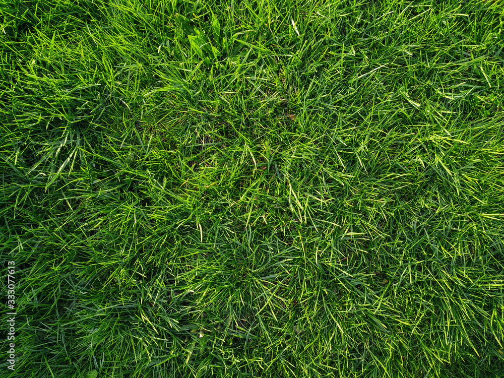 Green spring grass carpeted the ground. Natural background, copy space. Leaf texture. Green spring grass carpeted the ground. Natural background, copy space. Leaf texture.