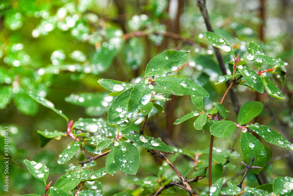 Obraz premium dew drops on green leaves in early morning, rain in summer forest