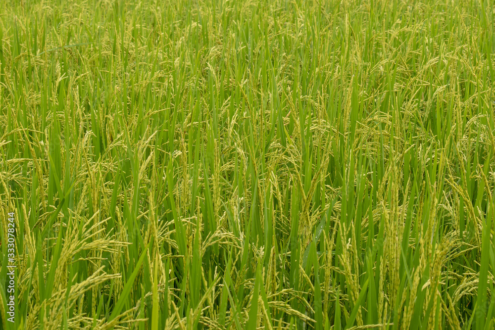 Green rice field.Close up green rice field background. Green rice field.Close up green rice field background.