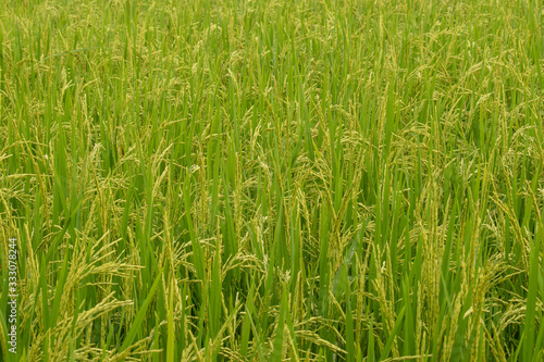 Green rice field.Close up green rice field background.