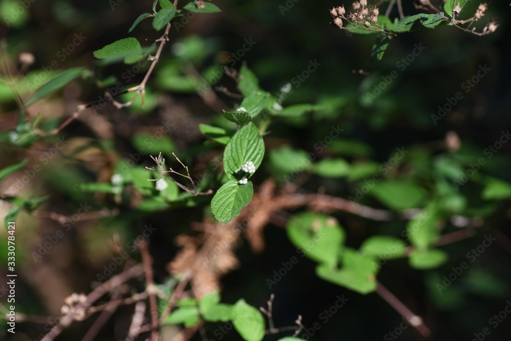 Deutzia scabra (Fuzzy pride of orchester) buds. Deutzia scabra (Fuzzy pride of orchester) buds.