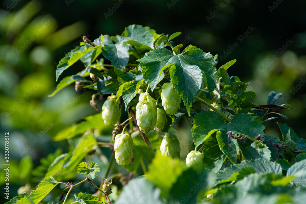 hop seeds on green branch, growing ingredients for foam drinks hop seeds on green branch, growing ingredients for foam drinks