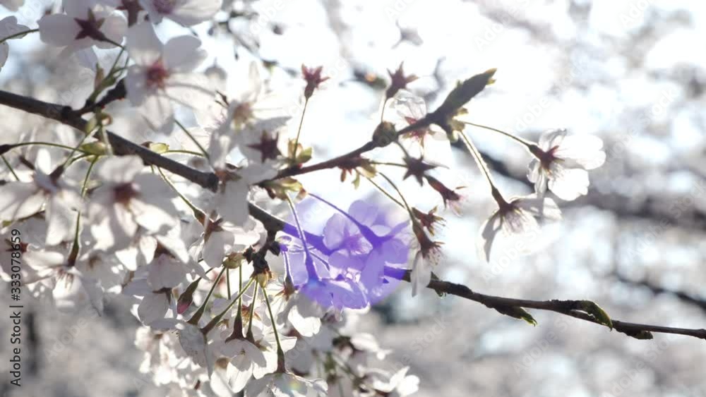 春に日本で桜を見ながら花見をする人々 春に日本で桜を見ながら花見をする人々