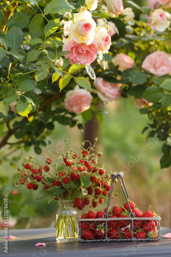 A beautiful garden with blooming french roses. Large garden and small-fruited forest tasty strawberries on table. Summer day in the counry.