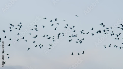 Geese flying from drone sunset zoom lens