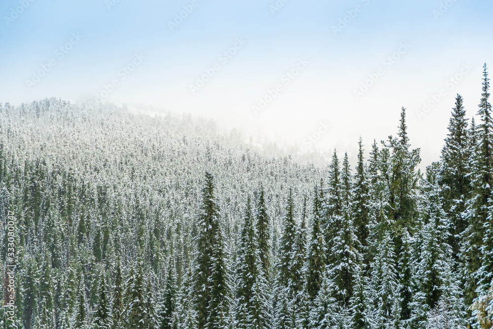 winter coniferous forest in frosty haze, fog over snowy peaks of pines winter coniferous forest in frosty haze, fog over snowy peaks of pines