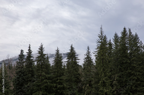 pine forest in cloudy mountains of Washington