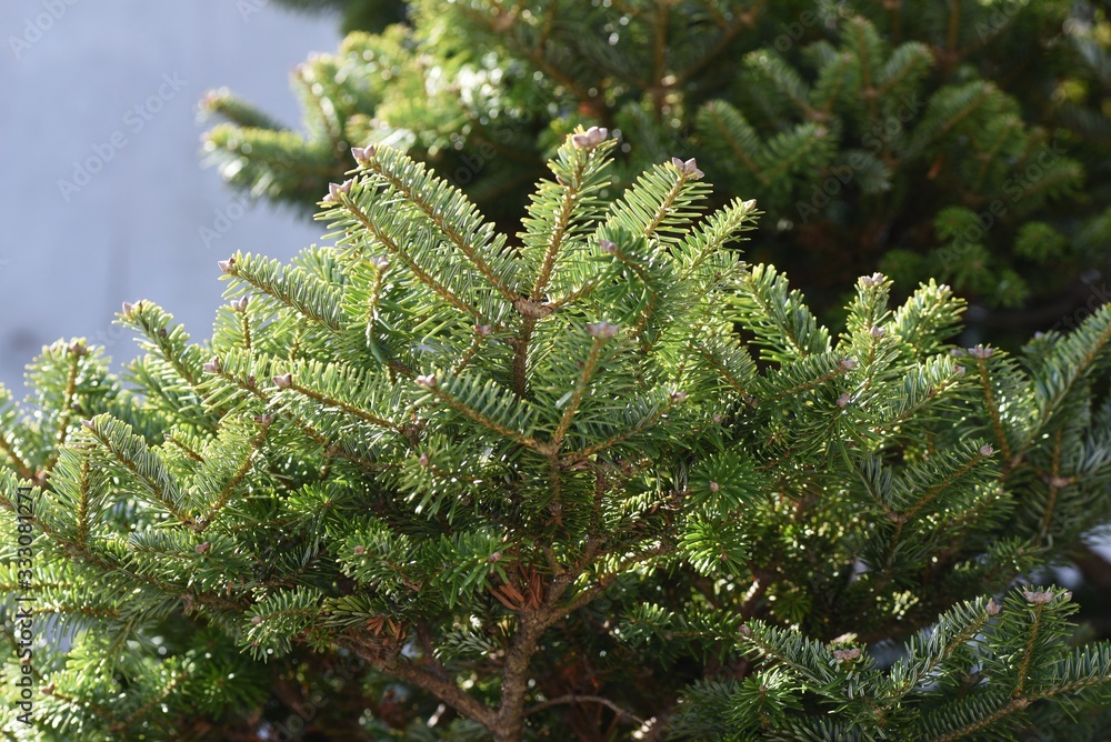 Fir tree leaves / Evergreen coniferous tree. Fir tree leaves / Evergreen coniferous tree.