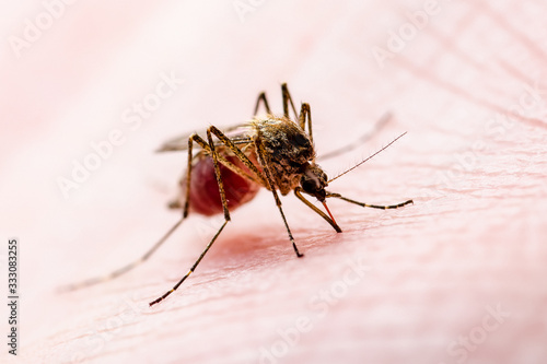 Wallpaper Mural Dangerous Malaria Infected Mosquito Skin Bite. Leishmaniasis, Encephalitis, Yellow Fever, Dengue, Malaria Disease, Mayaro or Zika Virus Infectious Culex Mosquito Parasite Insect Macro. Torontodigital.ca