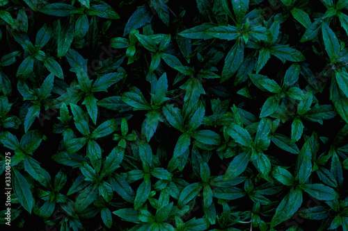 Wallpaper Mural closeup nature view of green leaf texture, dark wallpaper concept, nature background, tropical leaf Torontodigital.ca